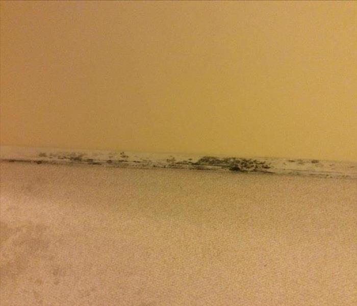 Light brown carpet with mold on a yellow wall.